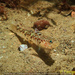 Painted Goby - Photo (c) tamsynmann, all rights reserved, uploaded by tamsynmann
