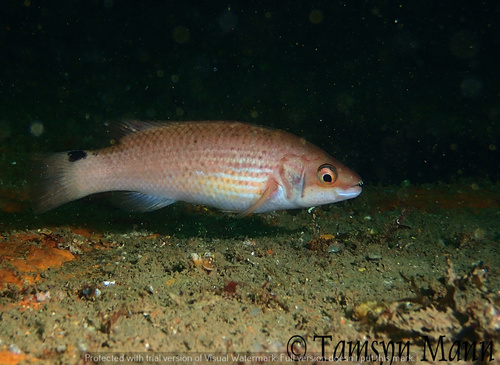 Goldsinny Wrasse