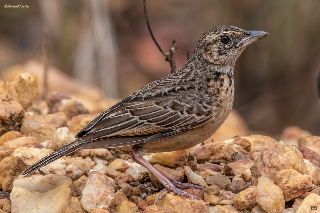 Flappet Lark (Amirafra rufocinnamomea) photo