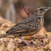 Flappet Lark - Photo (c) Rogério Ferreira, all rights reserved, uploaded by Rogério Ferreira
