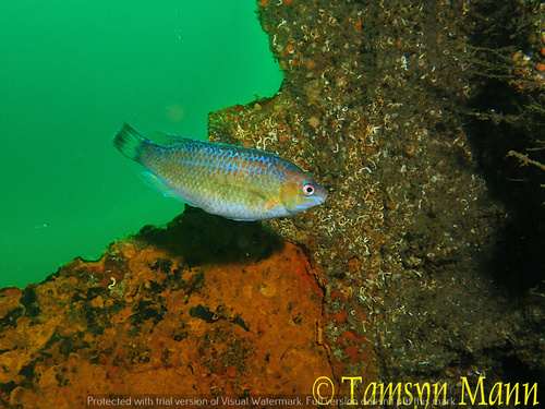 Small-mouthed Wrasse