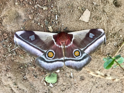 Madagascan emperor moth