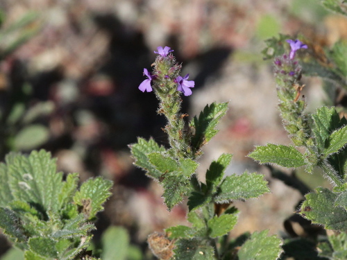 iNaturalist observation photo of western vervain