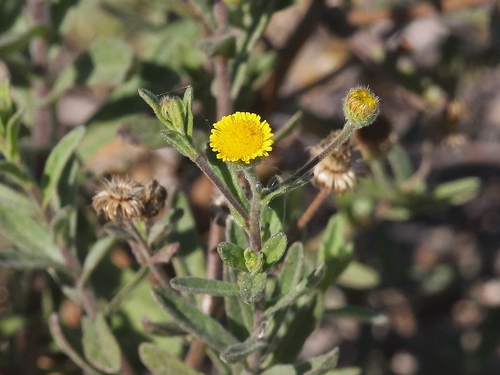 iNaturalist observation photo of Spanish False Fleabane