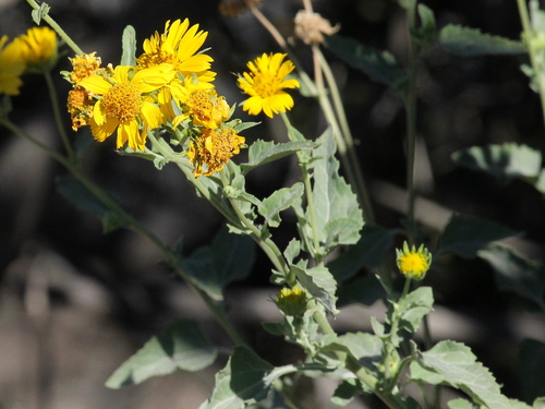 iNaturalist observation photo of cowpen daisy