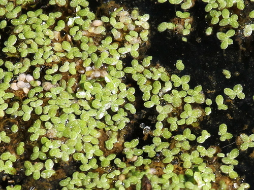 iNaturalist observation photo of Least Duckweed