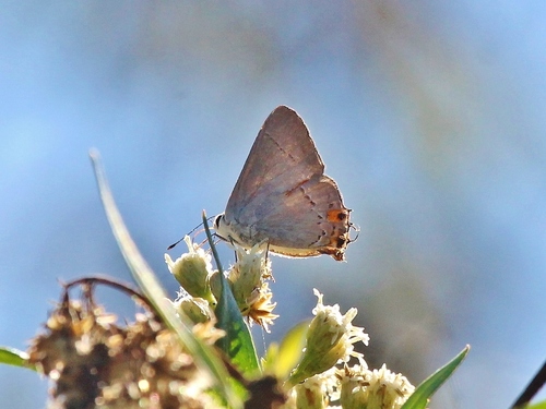 iNaturalist observation photo of Gray Hairstreak