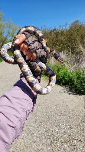 iNaturalist observation photo of California King Snake