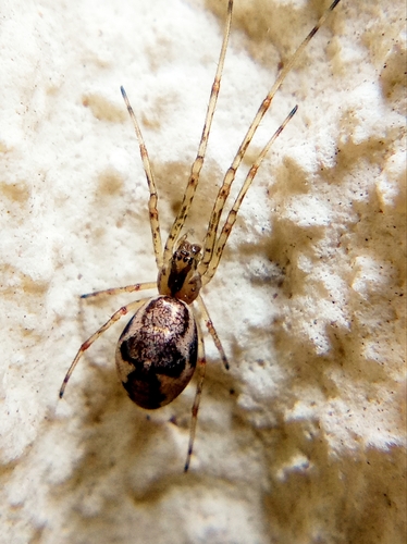 Blunt Stretch Spider