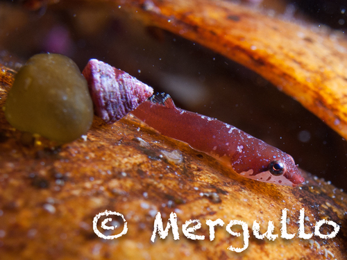 Small-headed Clingfish