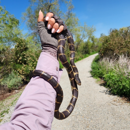 iNaturalist observation photo of California King Snake