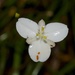 Libertia mooreae - Photo (c) Andy MacDonald, all rights reserved, uploaded by Andy MacDonald