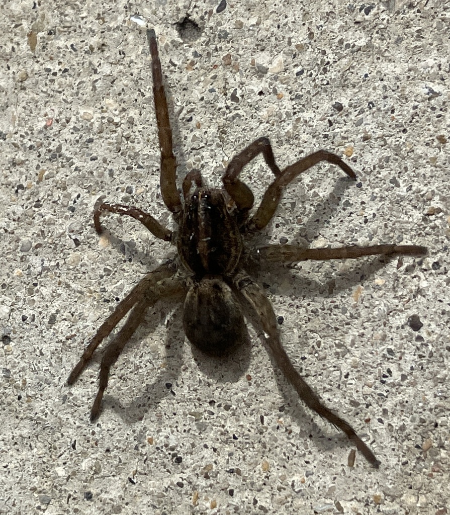 Wetland Giant Wolf Spider from Stonehenge Pkwy, Dublin, OH, US on April