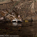 Water Chevrotain - Photo (c) Ben Schweinhart, all rights reserved, uploaded by Ben Schweinhart