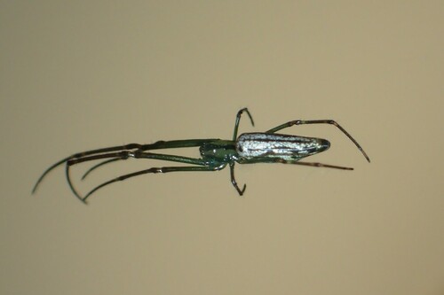 Leucauge undulata