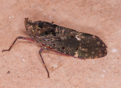 Copidocephala viridiguttata image