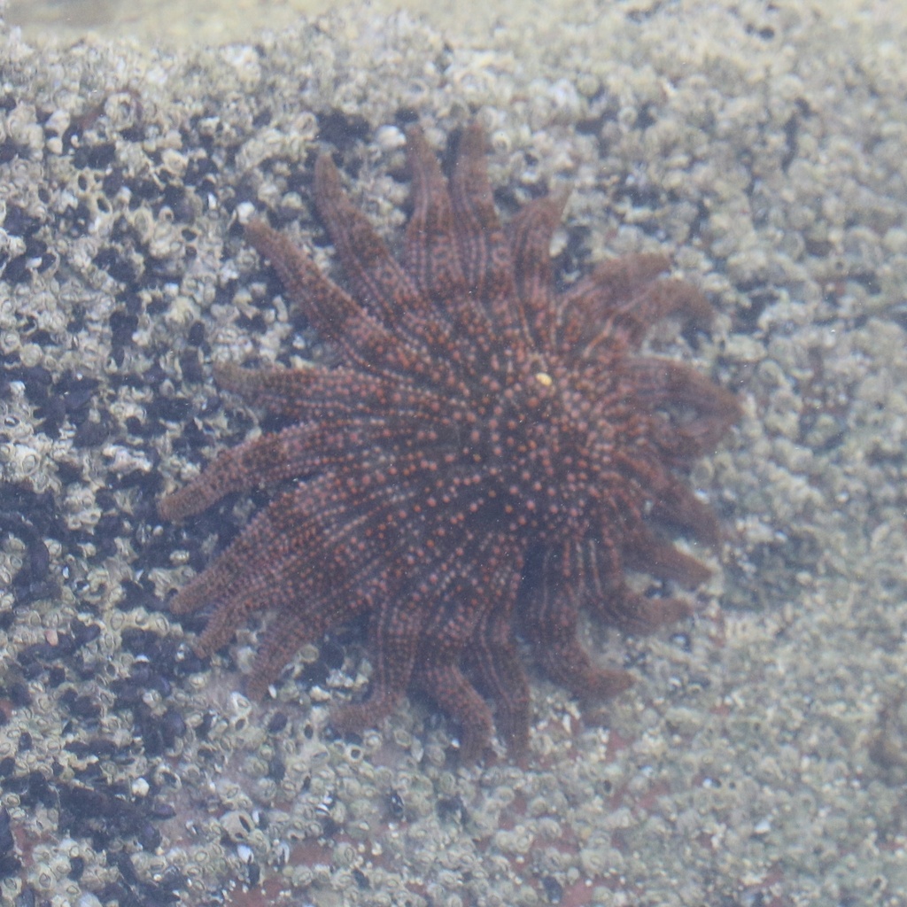 Giant Sea Star