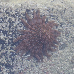 Giant Sea Star