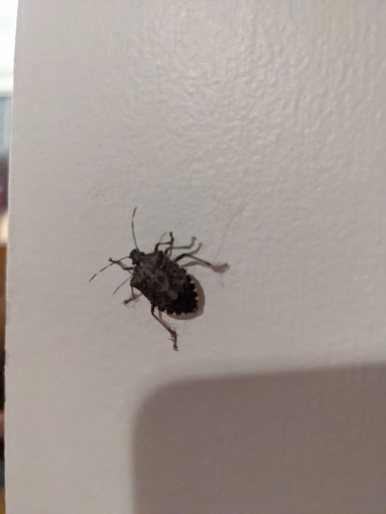 Brown Marmorated Stink Bug from Kelowna, BC V1Y 6S9, Canada on December 04, 2022 at 0752 PM by