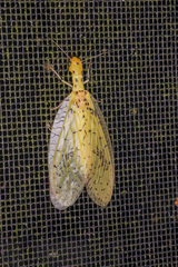 Image of Chloronia osae