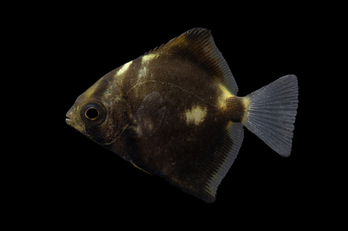 Diamondfish