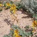 Hoffmannseggia repens - Photo (c) Norman Murray, כל הזכויות שמורות, הועלה על ידי Norman Murray