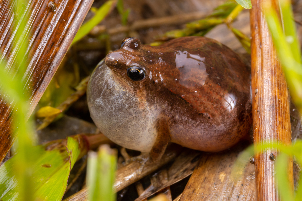 Mukhlesur's Narrow-mouthed Frog (Microhyla mukhlesuri)