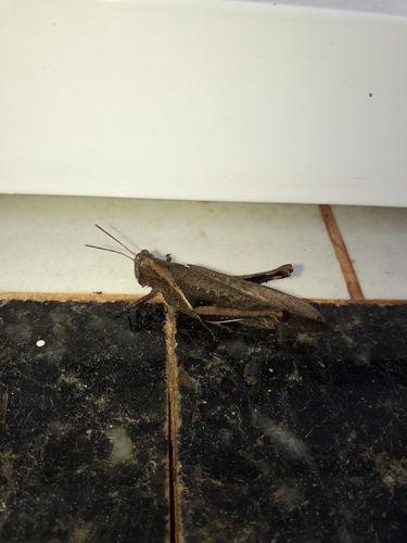 Abracris flavolineata