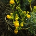 Calceolaria segethii - Photo (c) Fran Mardones, all rights reserved, uploaded by Fran Mardones