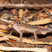 Kanchanaburi Spotted Bent-toed Gecko - Photo (c) Jono Dashper, all rights reserved