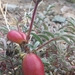 Astragalus monticola - Photo (c) Fran Mardones, all rights reserved, uploaded by Fran Mardones