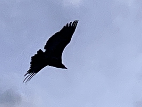 Hooded Vulture