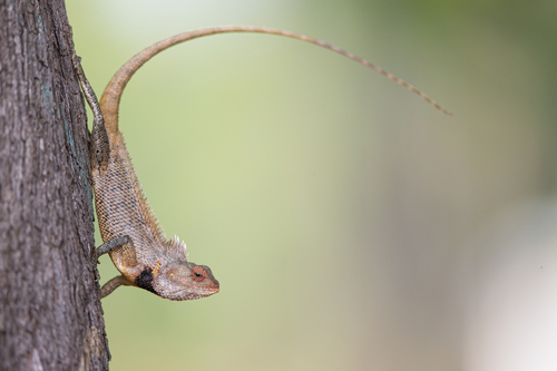 Calotes versicolor (Daudin, 1802)