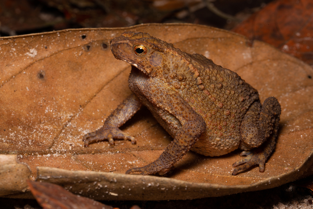 four-ridged toad