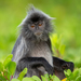 Silvered Leaf Monkey - Photo (c) Jono Dashper, all rights reserved