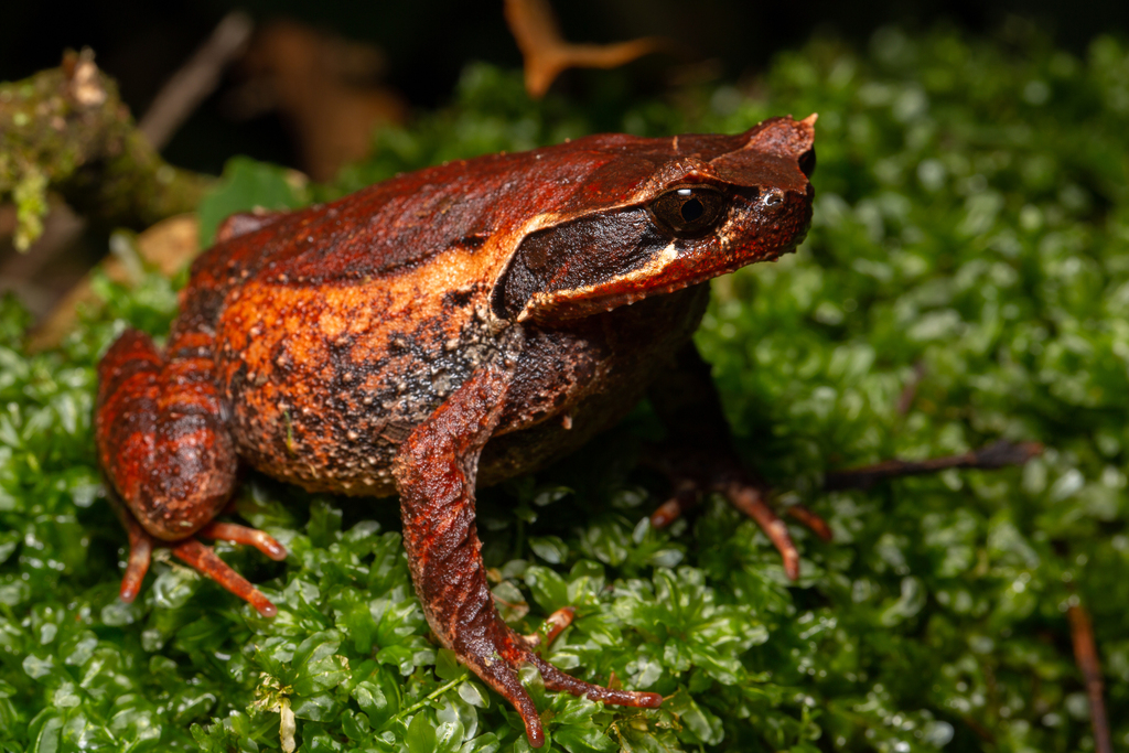 Kinabalu Horned Frog (Pelobatrachus baluensis)