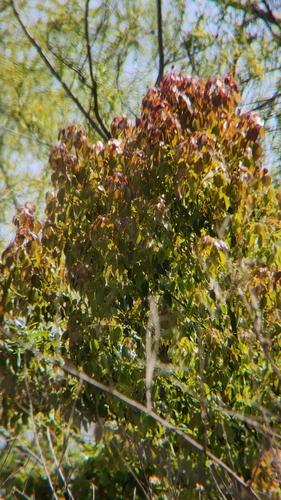 iNaturalist observation photo of flowering plants