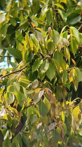 iNaturalist observation photo of Dicots