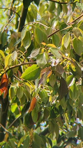 iNaturalist observation photo of Dicots