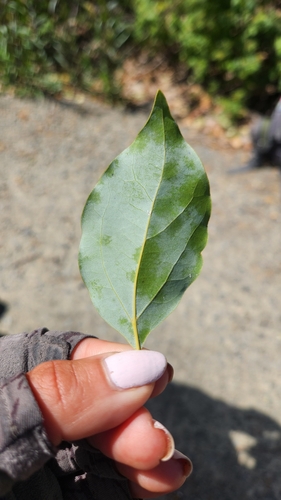 iNaturalist observation photo of Dicots