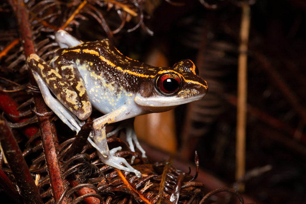 Striped Stream Frog
