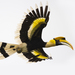 Great Hornbill - Photo (c) Jono Dashper, all rights reserved