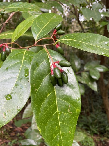 Capberry (Damburneya patens)