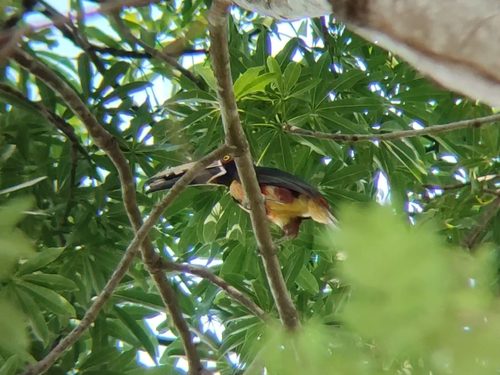 Collared Aracari