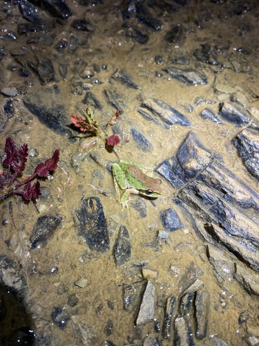 iNaturalist observation photo of Pacific chorus frog