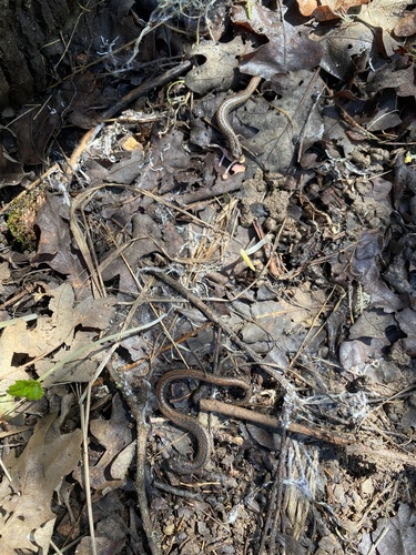 iNaturalist observation photo of California Slender Salamander