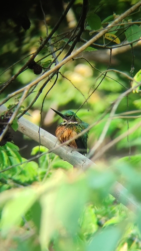 Rufous-tailed Jacamar