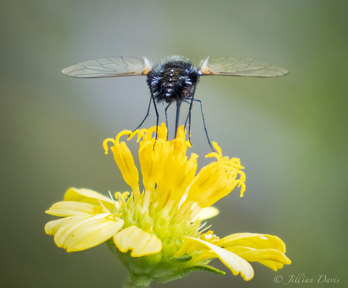 Bombylella ornata