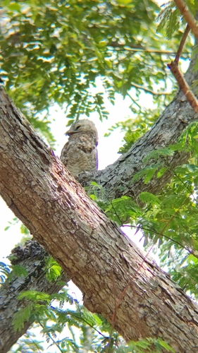 Great Potoo