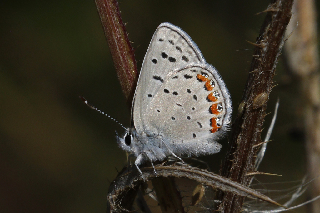 Acmon Blue (Butterflies of Burleigh Murray State Park) · iNaturalist